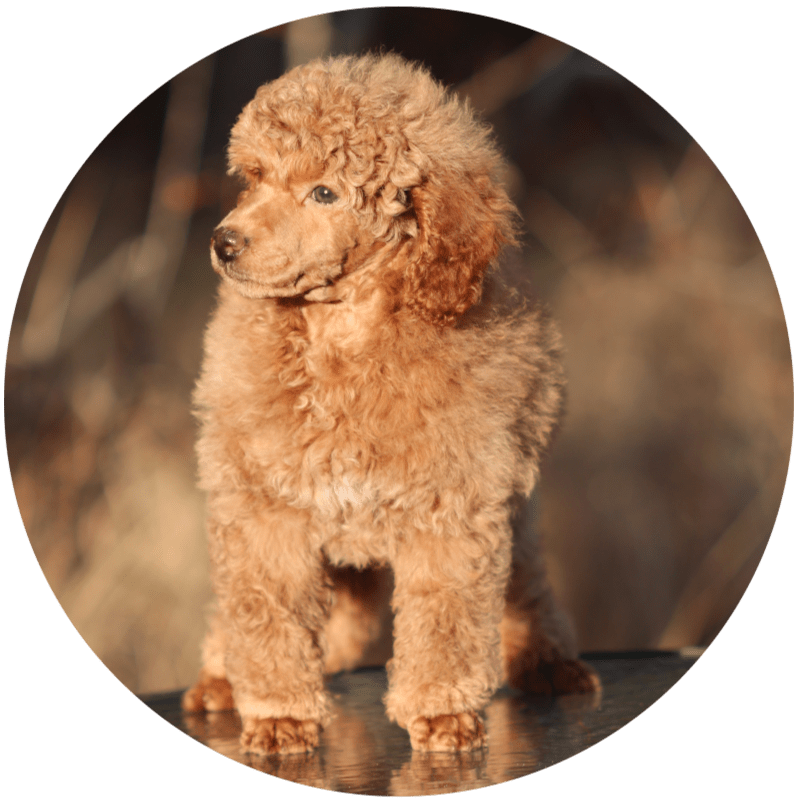 Ladys valp Max, dec 2024